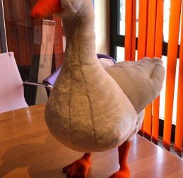  - TERAPIE NON FARMACOLOGICHE - Guendalina l�Oca