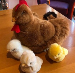  - TERAPIE NON FARMACOLOGICHE - Peppina la Gallina e 3 Pulcini