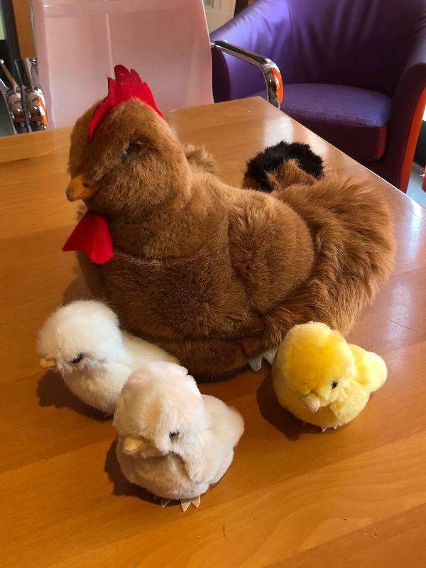 Peppina la Gallina e 3 Pulcini